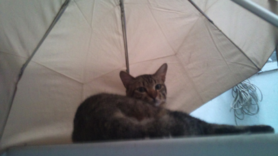 umbrella cat